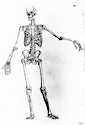 Schadow, Taf. 1, Proportionen des männlichen Skeletts