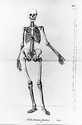 Schadow, Taf. 4, Proportion des weiblichen Skeletts