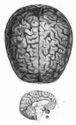 Gall 1810, Pl. IX: Gehirnregionen 