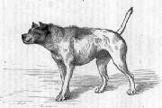 Fig. 5.: Hund, der sich einem andern Hund in feindseliger Absicht nhert.