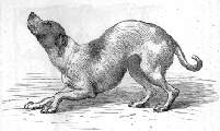 Fig. 6.: Derselbe Hund in einer demtigen und zuneigungsvollen Stimmung.