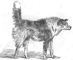 Fig. 7.: Halbblut Schferhund in demselben Zustand wie der Hund in Fig. 5.