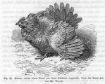 Fig. 12.: Henne, welche einen Hund von ihren Kchlein wegtreibt.