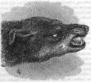 Fig. 14.: Fletschender Hund.