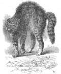 Fig. 15: Katze, vor einem Hund erschreckend