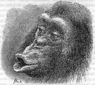 Fig. 18: Schimpanse, enttuscht und mrrisch