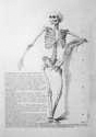 Monnet, Taf. 4: Proportion du Scelette