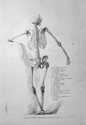 Monnet, Taf. 5: Proportion du Scelette